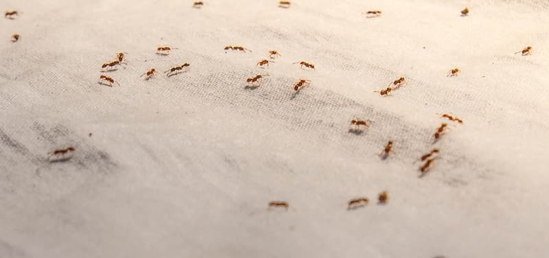 Колония муравьев в помещении